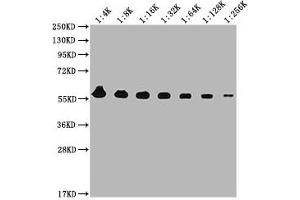 Western Blotting (WB) image for anti-Pyruvate Kinase M1/2 (PKM) (AA 2-531) antibody (ABIN7166916)