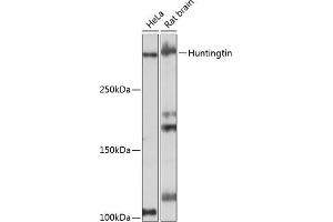 Western blot analysis of extracts of various cell lines, using Huntingtin antibody (ABIN7267793) at 1:1000 dilution. (Huntingtin 抗体)