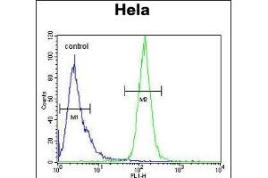 H2AFY2 Antibody (N-term) (ABIN654683 and ABIN2844376) flow cytometric analysis of Hela cells (right histogram) compared to a negative control cell (left histogram). (H2AFY2 抗体  (N-Term))