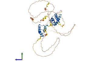 AlphaFold protein structure predicition of Mouse Recombinant Pou2f2 Protein, UniprotID Q00196 (Oct-2 Protein (AA 1-463) (His tag))