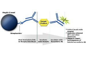 Principle of immunoassay based on MagSi-STA beads (MagSi-STA 1.0 TS beads)