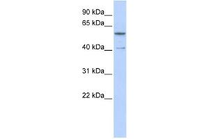 WB Suggested Anti-ZNF284 Antibody Titration:  0. (ZNF284 抗体  (C-Term))