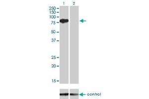 Western blot analysis of BMP2K over-expressed 293 cell line, cotransfected with BMP2K Validated Chimera RNAi (Lane 2) or non-transfected control (Lane 1). (BMP2K 抗体  (AA 540-650))