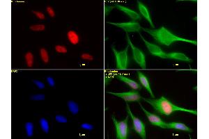 HDAC2 mAb (Clone 3F3) tested by immunofluorescence. (HDAC2 抗体  (AA 473-488))