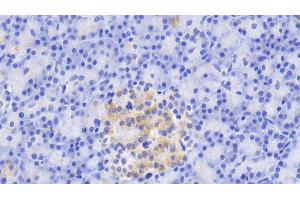Detection of TRY in Porcine Pancreas Tissue using Monoclonal Antibody to Trypsin (TRY) (Trypsin 抗体)