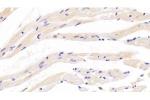 Detection of APLN in Mouse Cardiac Muscle Tissue using Polyclonal Antibody to Apelin (APLN) (Apelin 抗体  (AA 23-77))