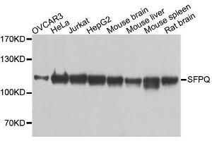 Western blot analysis of extracts of various cell lines, using SFPQ antibody.