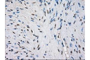 Image no. 6 for anti-Fc gamma RII (CD32) antibody (ABIN1497255) (Fc gamma RII (CD32) 抗体)