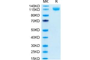 FLT4 Protein (AA 25-776) (His-Avi Tag)