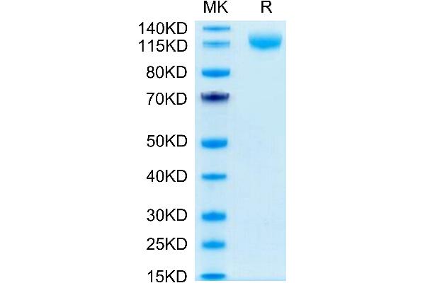 FLT4 Protein (AA 25-776) (His-Avi Tag)