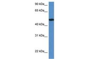Image no. 1 for anti-Immediate Early Response 5-Like (IER5L) (AA 331-380) antibody (ABIN6746430) (IER5L 抗体  (AA 331-380))