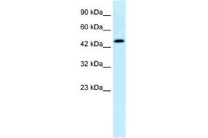 WB Suggested Anti-CALR Antibody Titration: 0. (Calreticulin 抗体  (C-Term))