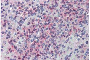 Anti-GLG1 antibody  ABIN960781 IHC staining of human spleen. (GLG1 抗体  (Internal Region))