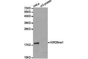 Western Blotting (WB) image for anti-Histone 3 (H3) (H3R26me) antibody (ABIN1873017) (Histone 3 抗体  (H3R26me))