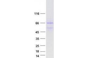 Validation with Western Blot (DNAJA3 Protein (Transcript Variant 1) (Myc-DYKDDDDK Tag))