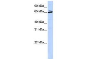 Image no. 1 for anti-Arylsulfatase H (ARSH) (AA 252-301) antibody (ABIN6740891) (Arylsulfatase H 抗体  (AA 252-301))