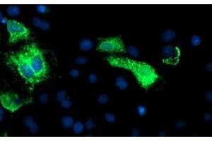 Image no. 5 for anti-Carboxypeptidase A1 (Pancreatic) (CPA1) antibody (ABIN1497589) (CPA1 抗体)