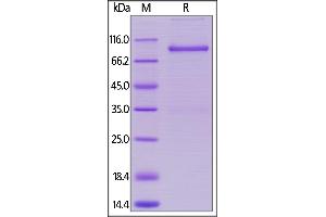 SDS-PAGE (SDS) image for Lymphocyte-Activation Gene 3 (LAG3) (AA 18-449) (Active) protein (Fc Tag) (ABIN5674617)
