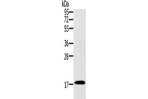 Western Blotting (WB) image for anti-Ring Finger Protein 122 (RNF122) antibody (ABIN2427081) (RNF122 抗体)