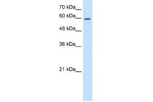WB Suggested Anti-CRMP1 Antibody Titration:  0.
