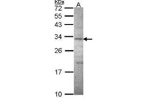 WB Image Sample (30 ug of whole cell lysate) A: Hela 12% SDS PAGE ATPase beta3(Na+/K+) antibody antibody diluted at 1:1000 (ATPase Beta3 (Center) 抗体)