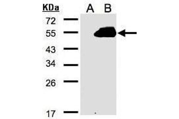 RASSF9 anticorps  (C-Term)