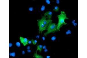 Immunofluorescence (IF) image for anti-Protein tyrosine Phosphatase, Non-Receptor Type 7 (PTPN7) antibody (ABIN1500501) (PTPN7 抗体)