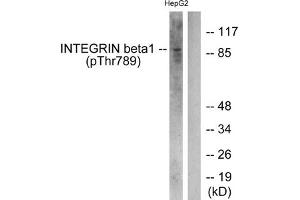 Western blot analysis of extracts from HepG2 cells treated with Ca2+ using Integrin β1 (Phospho-Thr789) Antibody. (ITGB1 抗体  (pThr789))