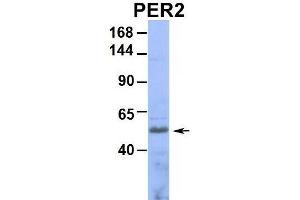 Western Blotting (WB) image for anti-Period Circadian Protein 2 (PER2) (Middle Region) antibody (ABIN2781189)