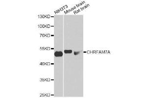Western blot analysis of extracts of various cell lines, using CHRFAM7A antibody. (CHRFAM7A 抗体  (AA 1-150))