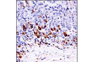 Mouse Map3k6 Antibody (N-term) ((ABIN657839 and ABIN2846801))immunohistochemistry analysis in formalin fixed and paraffin embedded mouse stomach tissue followed by peroxidase conjugation of the secondary antibody and DAB staining. (MAP3K6 抗体  (N-Term))