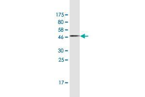 Western Blot detection against Immunogen (47.