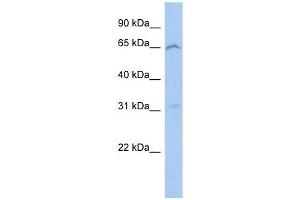 EFHA2 antibody used at 1 ug/ml to detect target protein. (EFHA2 抗体  (N-Term))