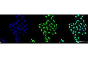 Immunocytochemistry/Immunofluorescence analysis using Mouse Anti-PP5 Monoclonal Antibody, Clone 12F7 . (PP5 抗体  (FITC))