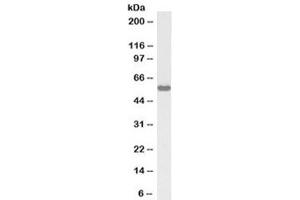 Western blot testing of rat testis lysate with biotinylated KPNA3 antibody at 1ug/ml. (KPNA3 抗体  (Biotin))