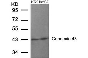 Image no. 1 for anti-Gap Junction Protein, alpha 1, 43kDa (GJA1) (AA 365-369) antibody (ABIN197506) (Connexin 43/GJA1 抗体  (AA 365-369))
