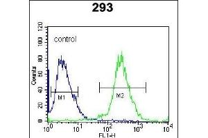 UCK2 Antibody (C-term) (ABIN391287 and ABIN2841329) flow cytometric analysis of 293 cells (right histogram) compared to a negative control cell (left histogram). (UCK2 抗体  (C-Term))
