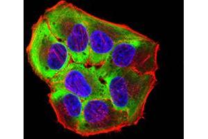 Immunofluorescence analysis of Hela cells using ROP1 mouse mAb (green). (ROP1 (AA 42-183) 抗体)