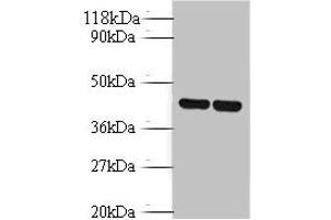Western blot All lanes: Vasopressin V1b receptor antibody at 2 μg/mL Lane 1: EC109 whole cell lysate Lane 2: 293T whole cell lysate Secondary Goat polyclonal to rabbit IgG at 1/10000 dilution Predicted band size: 47 kDa Observed band size: 47 kDa (AVPR1B 抗体  (AA 343-425))