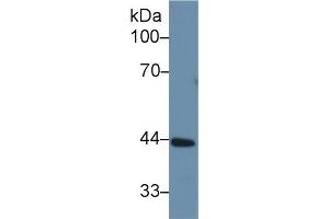 Western Blot; Sample: Rat Liver lysate; Primary Ab: 1µg/ml Rabbit Anti-Rat CBG Antibody Second Ab: 0. (SERPINA6 抗体  (AA 173-344))