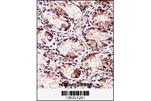 FXYD5 Antibody immunohistochemistry analysis in formalin fixed and paraffin embedded human rectum tissue followed by peroxidase conjugation of the secondary antibody and DAB staining. (FXYD5 抗体  (AA 71-100))