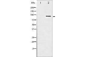 Western Blotting (WB) image for anti-Heat Shock Protein 90kDa alpha (Cytosolic), Class B Member 1 (HSP90AB1) (pSer254) antibody (ABIN6255132)