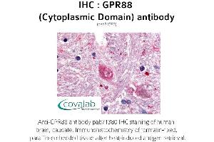 Image no. 1 for anti-G Protein-Coupled Receptor 88 (GPR88) (1st Cytoplasmic Domain) antibody (ABIN1735188) (GPR88 抗体  (1st Cytoplasmic Domain))
