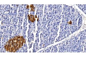 Detection of CLU in Porcine Pancreas Tissue using Monoclonal Antibody to Clusterin (CLU) (Clusterin 抗体  (AA 229-446))
