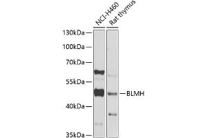 Western blot analysis of extracts of various cell lines, using BLMH Antibody (ABIN6127522, ABIN6137574, ABIN6137575 and ABIN6222197) at 1:1000 dilution. (BLMH 抗体  (AA 1-300))