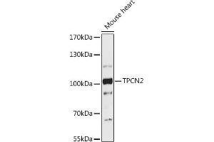 Western blot analysis of extracts of Mouse heart, using TPCN2 antibody (ABIN7271111) at 1:1000 dilution. (TPCN2 抗体  (AA 11-85))