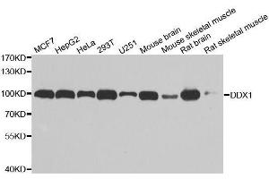 Western blot analysis of extracts of various cell lines, using DDX1 antibody. (DDX1 抗体  (AA 441-740))