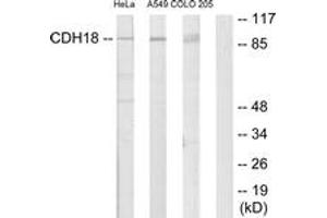 Western blot analysis of extracts from HeLa/A549/COLO205 cells, using CDH18 Antibody. (CDH18 抗体  (AA 101-150))