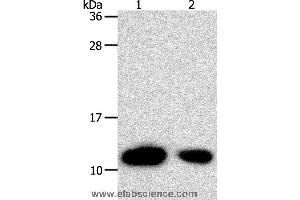 Western blot analysis of Hela cell and human liver cancer tissue, using TXN Polyclonal Antibody at dilution of 1:700 (TXN 抗体)