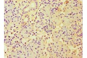 Immunohistochemistry of paraffin-embedded human pancreatic tissue using ABIN7151000 at dilution of 1:100 (CBLC 抗体  (AA 245-474))